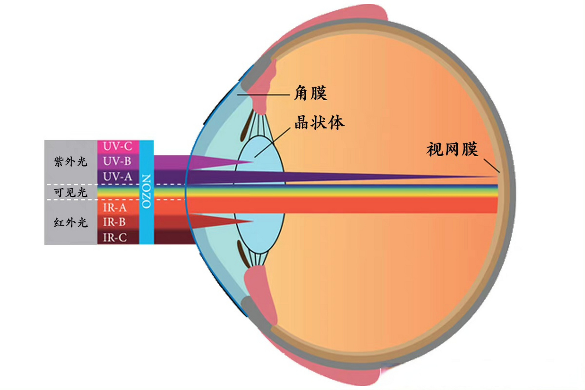 激光人眼安全限值介绍(图1) 激光人眼安全限值介绍(图1)